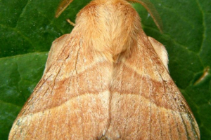 Коконний порошок. Що таке це метелик? Коконний порошок. Що таке це метелик?